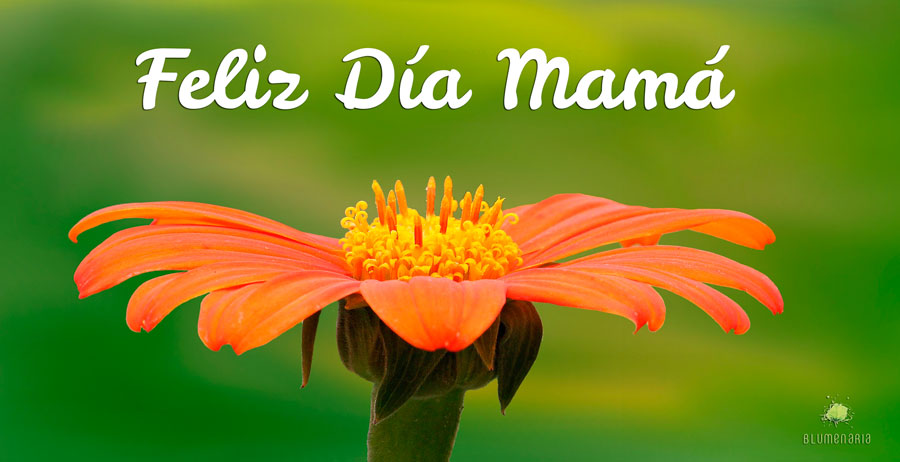 Feliz Día Madre 2018